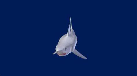 Shark Swim-Animation on Vimeo
