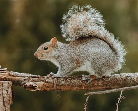 Eastern Gray Squirrel Hunting, History, Habitat, and Biology