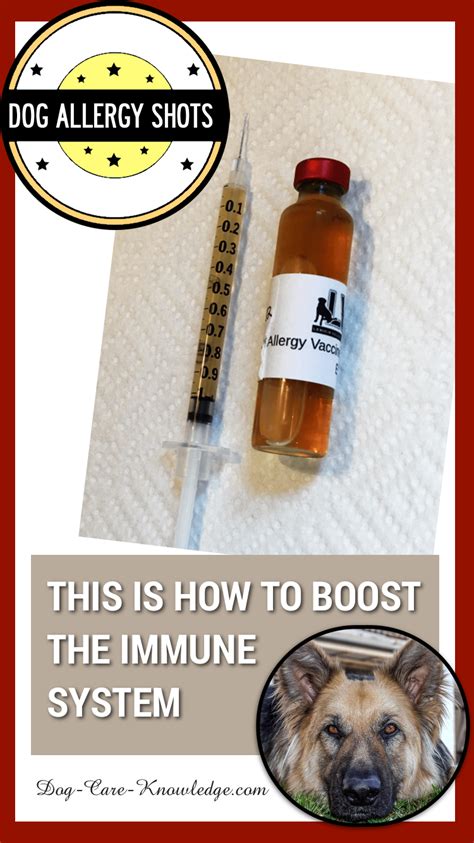 Allergy Shots For Dogs: This is How to Boost the Immune System