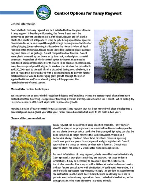 Tansy Ragwort Control Whatcom | PDF