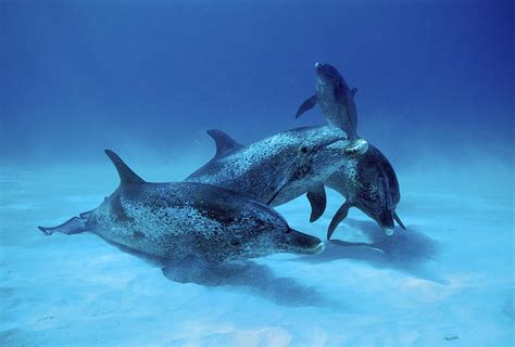 Atlantic Spotted Dolphin Males Bahamas Photograph by Hiroya Minakuchi ...