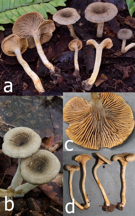 Cantharellus isabellinus. a-b Field habit (a: N. Siegel NS2241, b ...