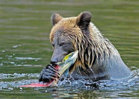 What Do Bears Eat? Diet of All 8 Species (Omnivore Foods) | Storyteller Travel