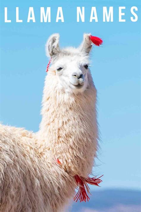 Llama Names - Over 250 Cute, Funny, And Cool Names For Your Pack