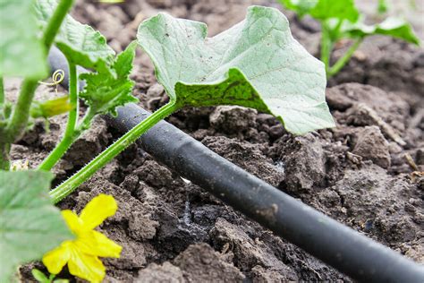 Vegetable Gardening for Beginners: The Basics of Planting: Vegetable ...