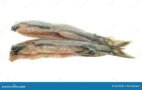 Dutch herring stock photo. Image of white, fish, herring - 5373332