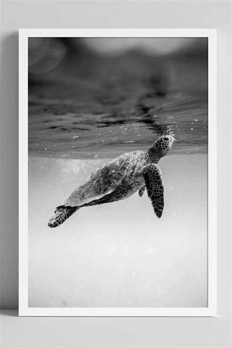 Black and White Monochromatic UNDERWATER Sea Turtle Photo, DIGITAL ...