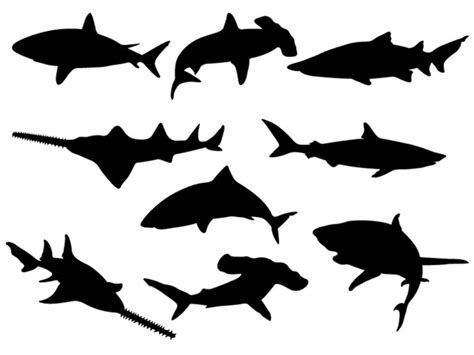 6 Bull Shark Black White Images Royalty-Free Images, Stock Photos & Pictures | Shutterstock