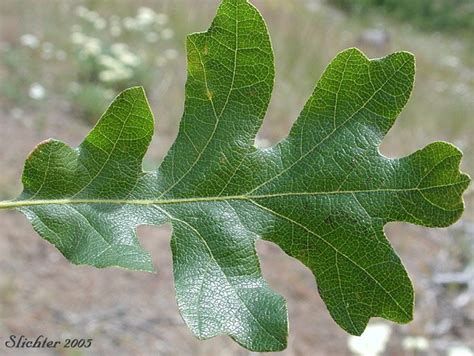 Oregon White Oak, Garry Oak: Quercus garryana var. garryana | White oak, Plant leaves, Oak