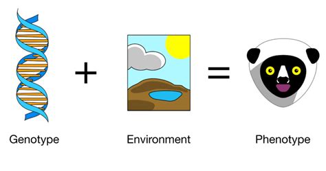 Difference Between Genetic Variation and Environmental Variation ...