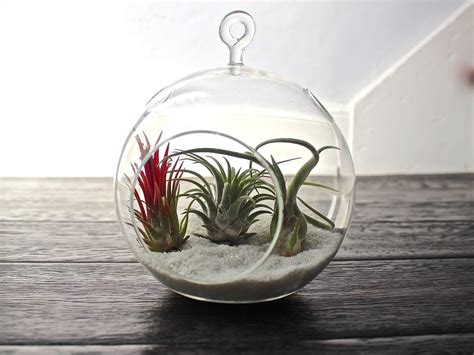 Coastal Terrarium with Assorted Tillandsia Air Plants – Air Plant Design Studio