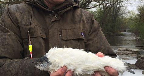 Man Catches Rare Furry Trout in Wisconsin