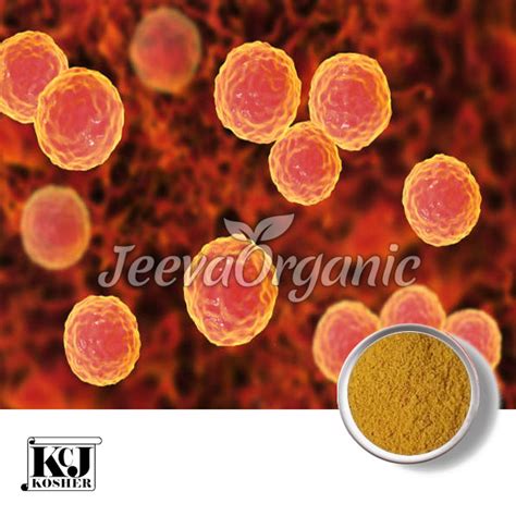 Enterococcus Faecium Powder Supplier | Bulk Enterococcus Faecium Powder