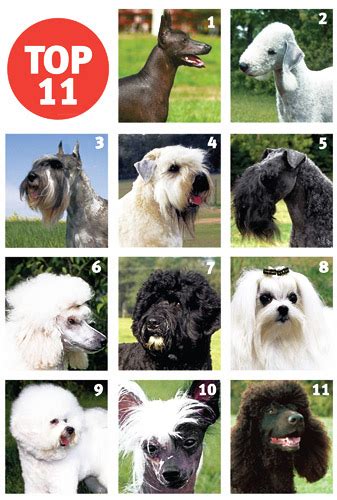 Best Breeds for Allergy Sufferers | Modern Dog magazine