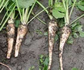 Growing Parsnips - How to Grow Parsnips - Allotment & Gardens