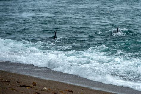 Premium Photo | Orca killer whale attack a seal sea lion on the beach