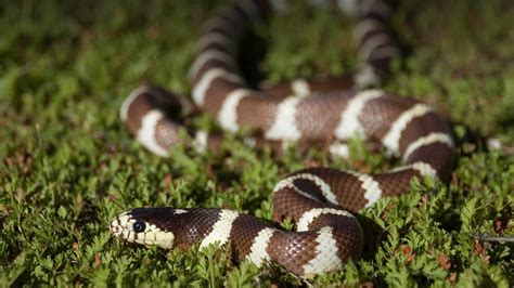 Kingsnake | San Diego Zoo Animals & Plants