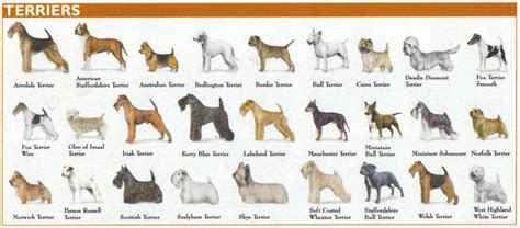terrier group | Purebred dogs, Dog breed names, Akc dog breeds