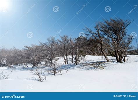 Hallasan Mountain at Jeju Island Korea in Winter Stock Image - Image of ...