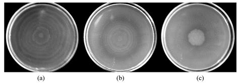 Molecules | Free Full-Text | The Effect of Monoterpenes on Swarming ...