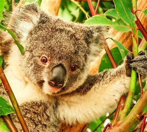 Button Shaped Fascinating Eyes of the Koalas