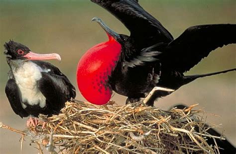 Frigatebird | Animal Wildlife