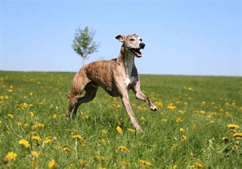 Fastest Dog Breeds: 32 Fastest Dogs In The World | Puplore