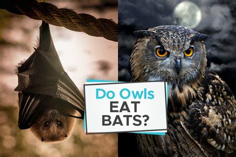 Do Owls Eat Bats? [The Symbiotic Relationship Between these Nocturnal ...