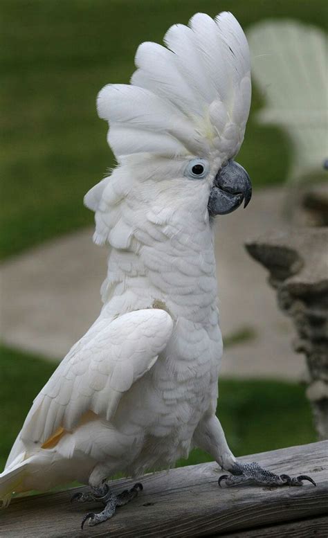 ALBA COCKATOO. | Pet birds, Cockatoo, Beautiful birds