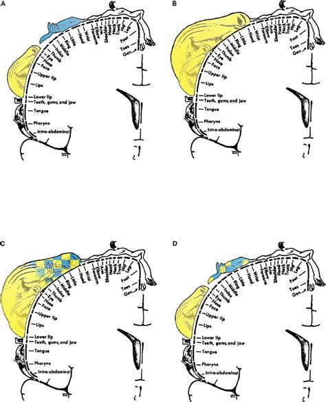 Schematic View of Topographic Changes in the Somatosensory Cortex (A–D ...