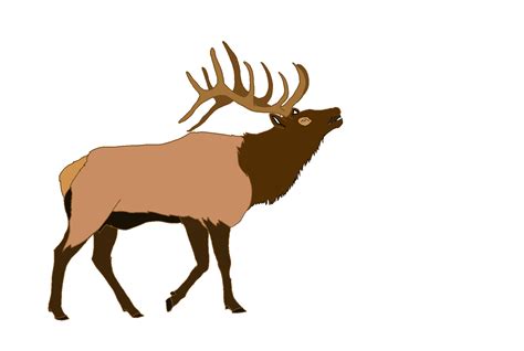 Elk Deer Illustration Vector graphics Moose - elk silhouette png moose ...