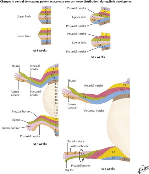 Limb Development – Mind & Motion Anatomy