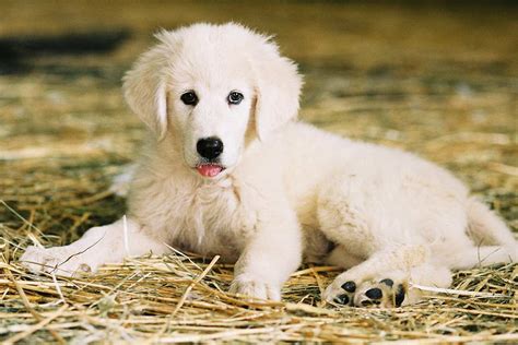 Meet the Maremma Sheepdog (Abruzzenhund)!