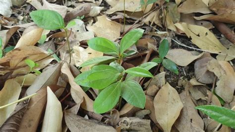 How to grow Cinnamon tree from seeds - YouTube