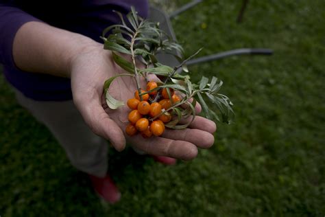 Sea Buckthorn Harvest | Beyond Buckthorns