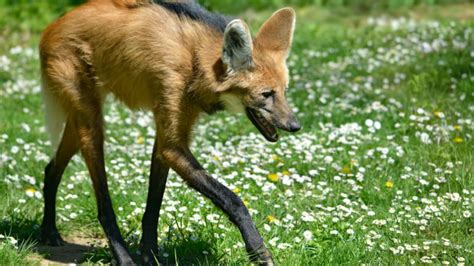 10 Leggy Facts About the Maned Wolf | Mental Floss