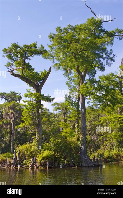 Bald Cypress trees along Wakulla River, Florida Stock Photo - Alamy