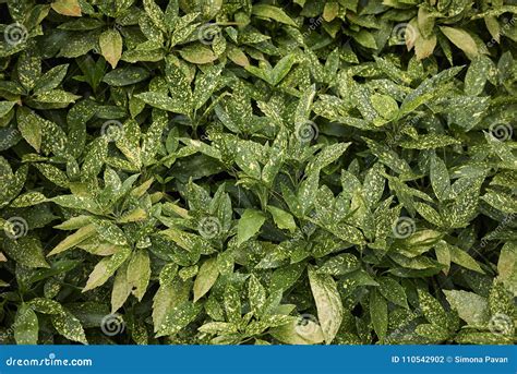 Aucuba japonica foliage stock photo. Image of plant - 110542902