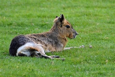 Free picture: yellow mongoose, predator, wildlife, animal, fur, wild, nature