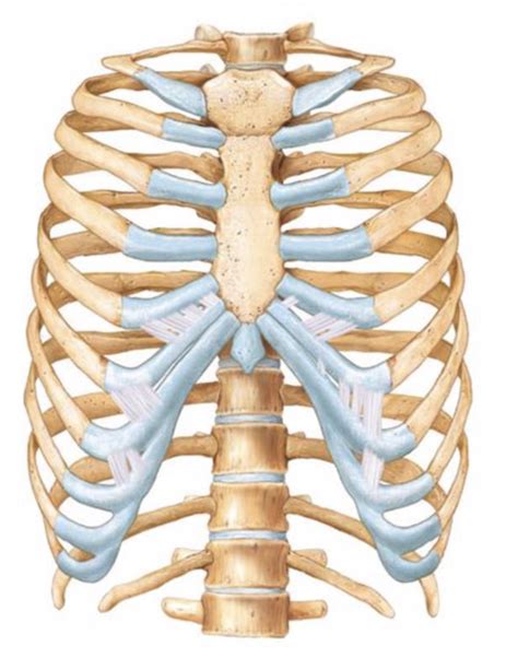 The bony thorax (rib cage) Diagram | Quizlet