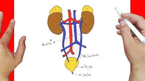 Como dibujar a el SISTEMA URINARIO paso a paso y MUY FACIL - Dibujos para Colorear - YouTube