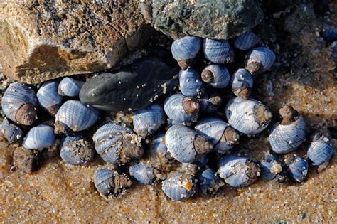 Blue Periwinkle - ClimateWatch Australia- Citizen Science App