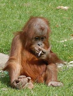 160 Bad Monkey ideas | monkey, animals wild, animal pictures