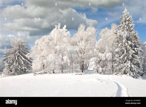 Winter in Bavarian Forest,Arber region,Bavaria,Germany Stock Photo - Alamy