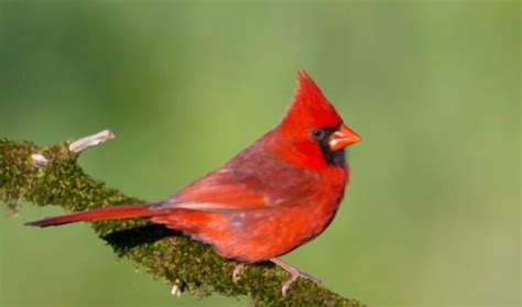 What Is the State Bird of Kentucky? - Northern Cardinal