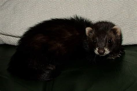 Black ferrets are so gorgeous! | Black ferret, Ferret, Mythical creatures