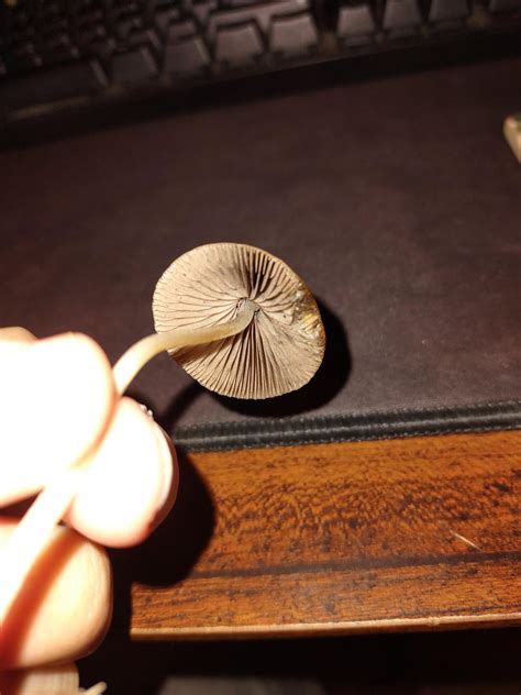 psilocybe pelliculosa? found this one popping out of bark mulch with ...