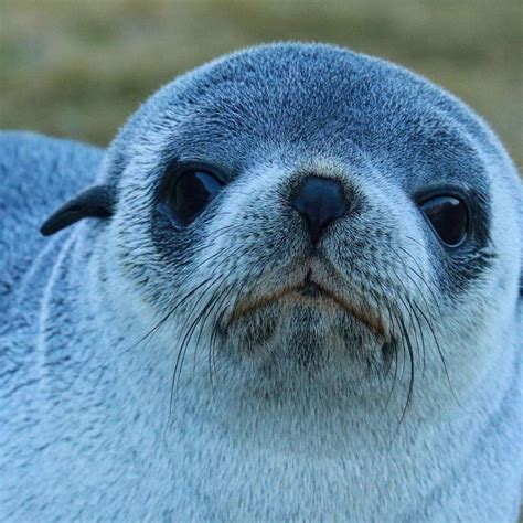 Fur seal pups. Few creatures are as adorable. And they are as curious ...