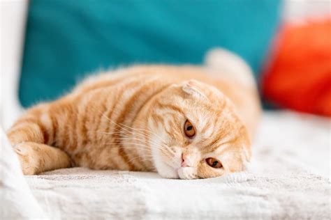 Blood in Cat Urine: 7 Common Causes | Great Pet Care