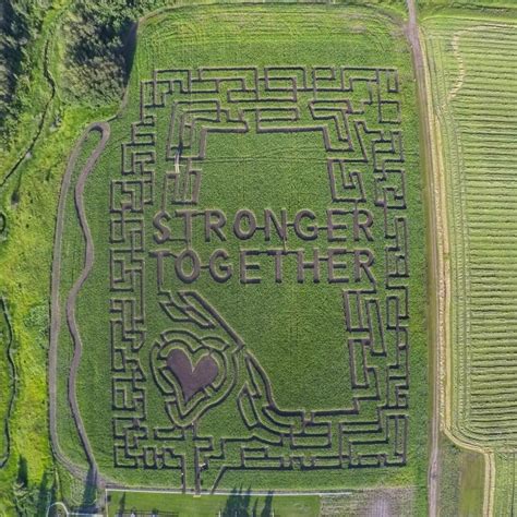 Maze | Edmonton's original corn maze